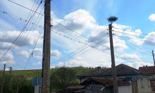 ЕРП Север обезопаси по спешност щъркелови гнезда в русенското село Кривня
