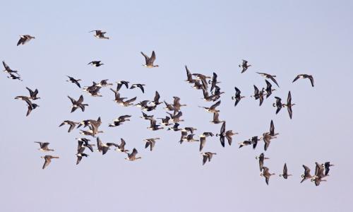 ЕРП Север вложи 1,15 млн. лева в птицезащитни устройства през последните четири години